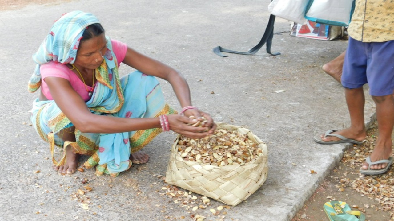 Tol (Mahua) Seeds: The Lifeline of Adivasis in Malkangiri